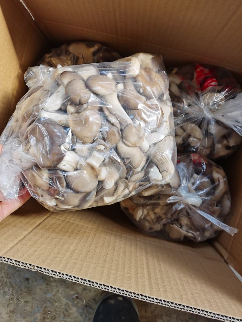 熟料广温型秀珍菇保质保量供货视频看货欢迎咨询