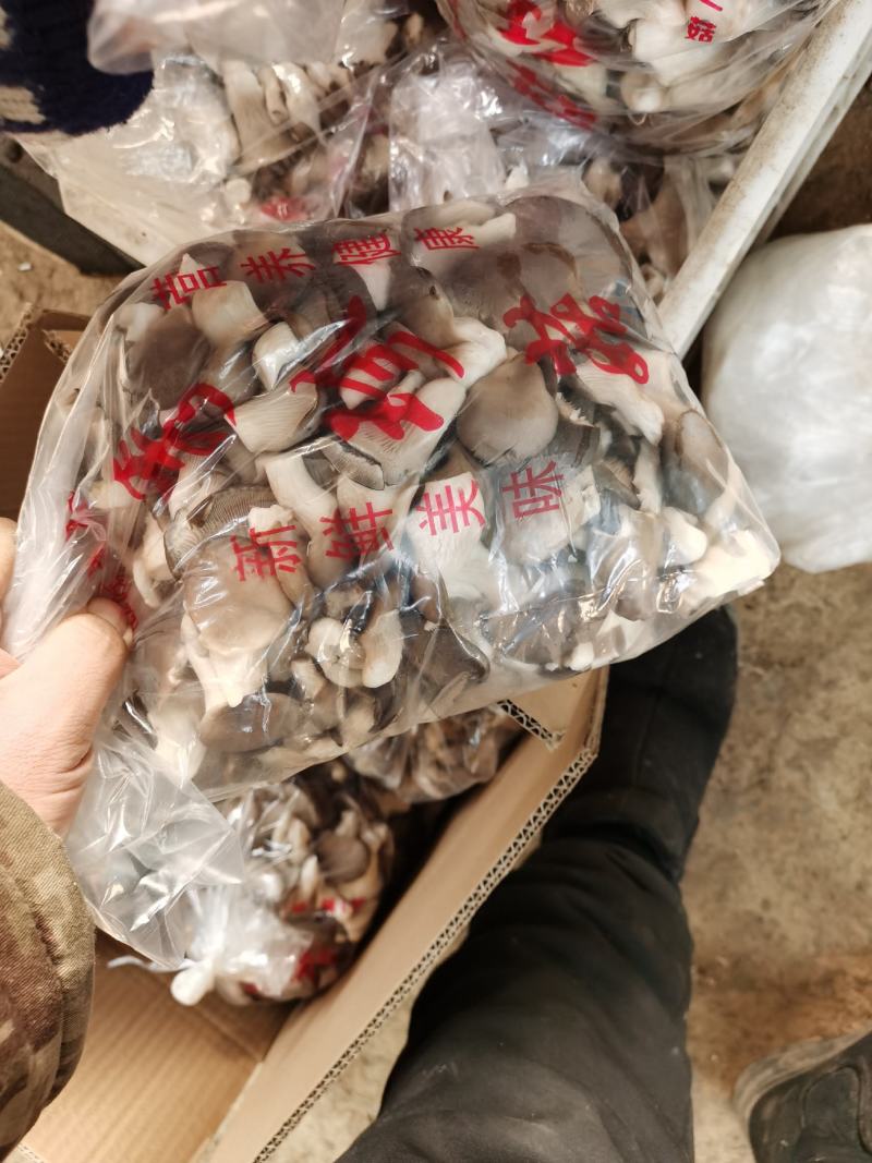 熟料广温型秀珍菇保质保量供货视频看货欢迎咨询