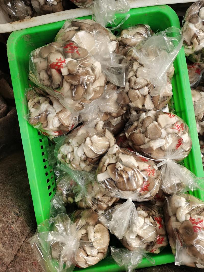 熟料广温型秀珍菇