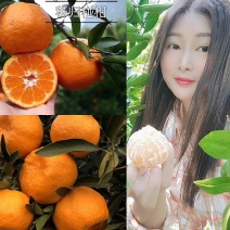 湖北椪柑《芦柑》大量上市，口感好汁多化渣价格便宜发全国
