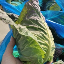 牛心菜头刀