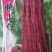 红豇豆种子映山红特色红豇豆品种紫红艳丽风味清香