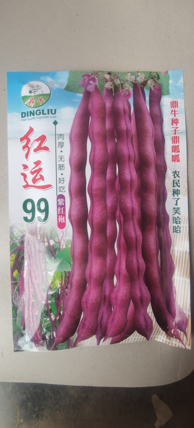 红色四季豆种子红运99厚肉型紫红袍无筋架豆