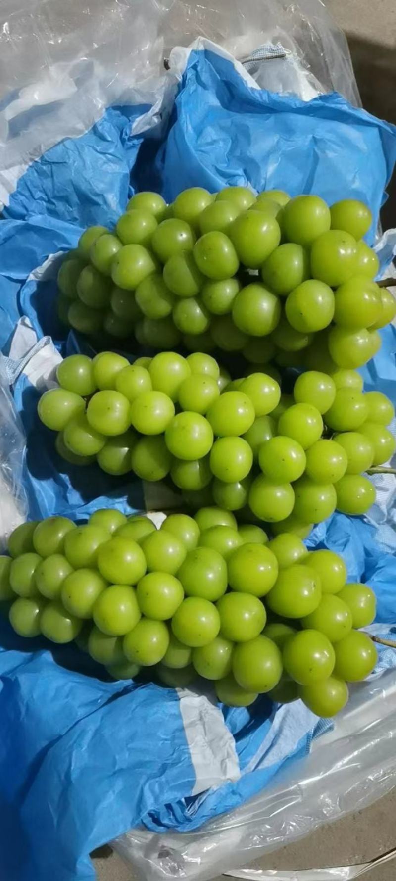 阳光玫瑰