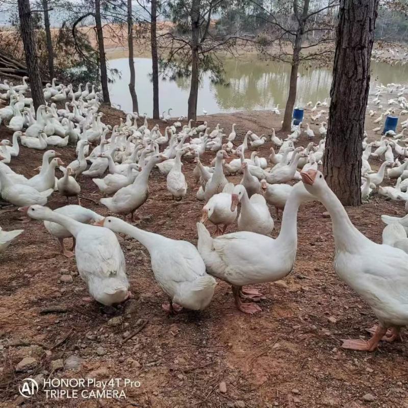 江西白鹅一手货源规格齐全质量保证量大从优物美价廉