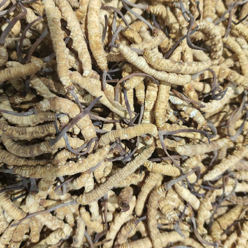 虫草冬虫夏草批发一手货源量大从优欢迎采购下单