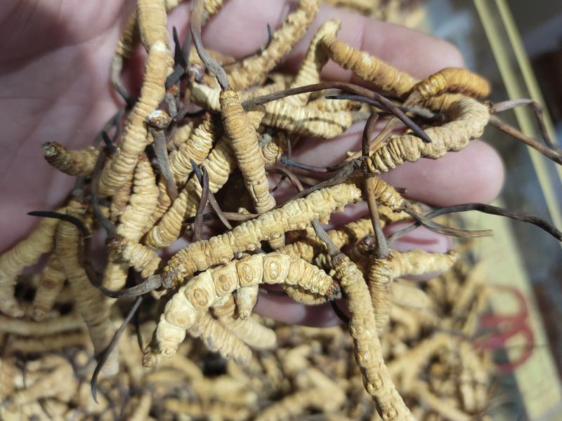 虫草冬虫夏草批发一手货源量大从优欢迎采购下单