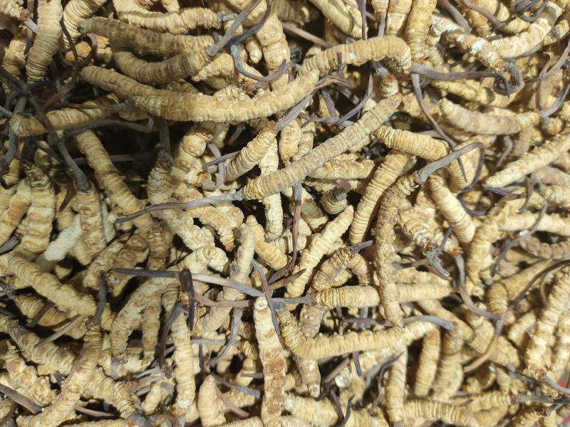 虫草冬虫夏草批发一手货源量大从优欢迎采购下单