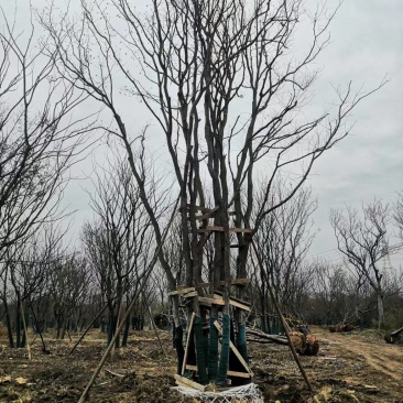 丛生乌桕，江苏镇江句容市，大量种植，量大从优，欢迎。