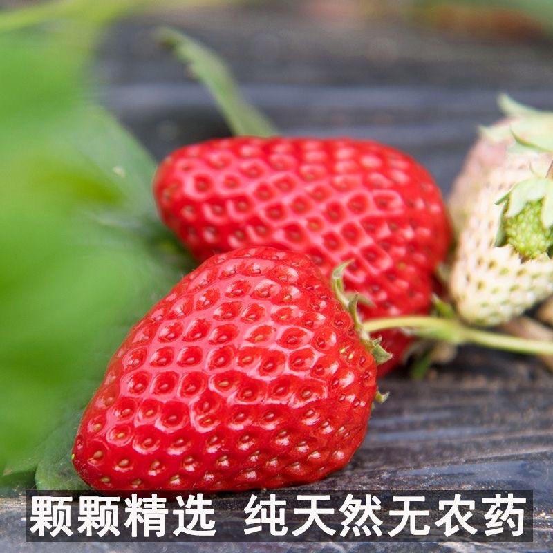 精品红颜奶油草莓大量上市产地货源代办代发全国配送