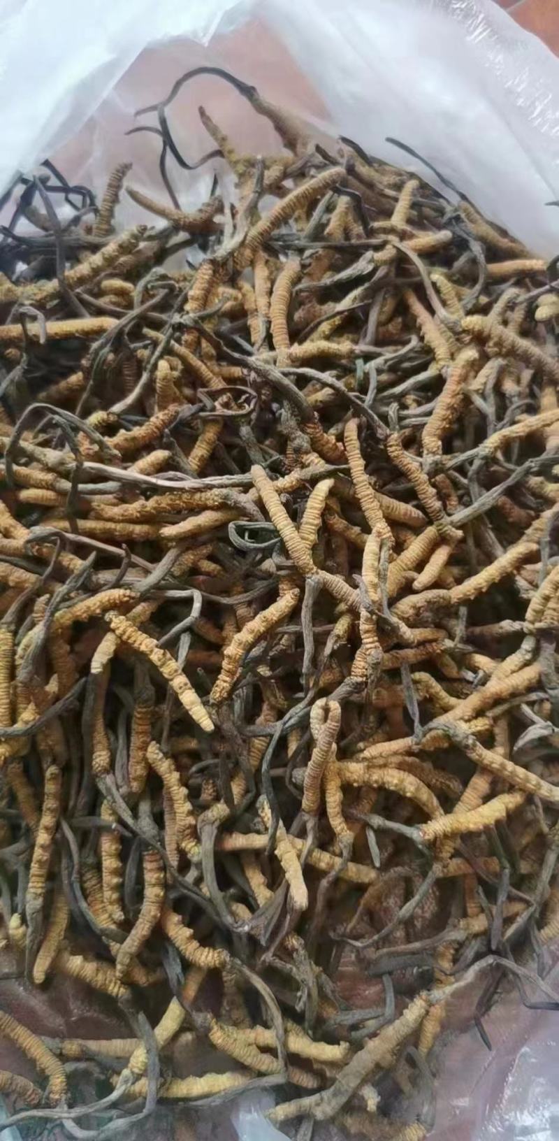 虫草冬虫夏草批发一手货源量大从优欢迎采购下单