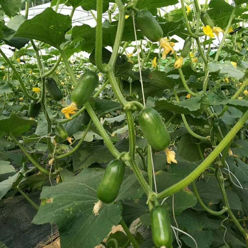 水果黄瓜种子金童早熟无刺生吃脆绿节节有瓜耐热抗寒