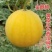 黄皮红瓤无籽西瓜种子金太阳1号红心无子西瓜种籽高产甜西瓜