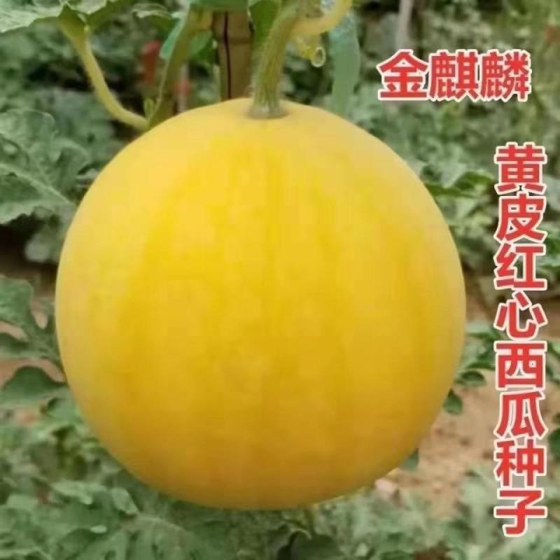 黄皮红瓤无籽西瓜种子金太阳1号红心无子西瓜种籽高产甜西瓜