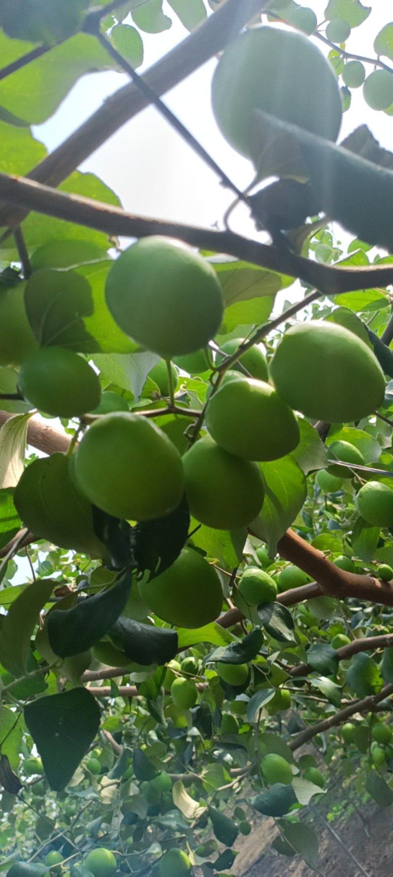 青枣，大量上市