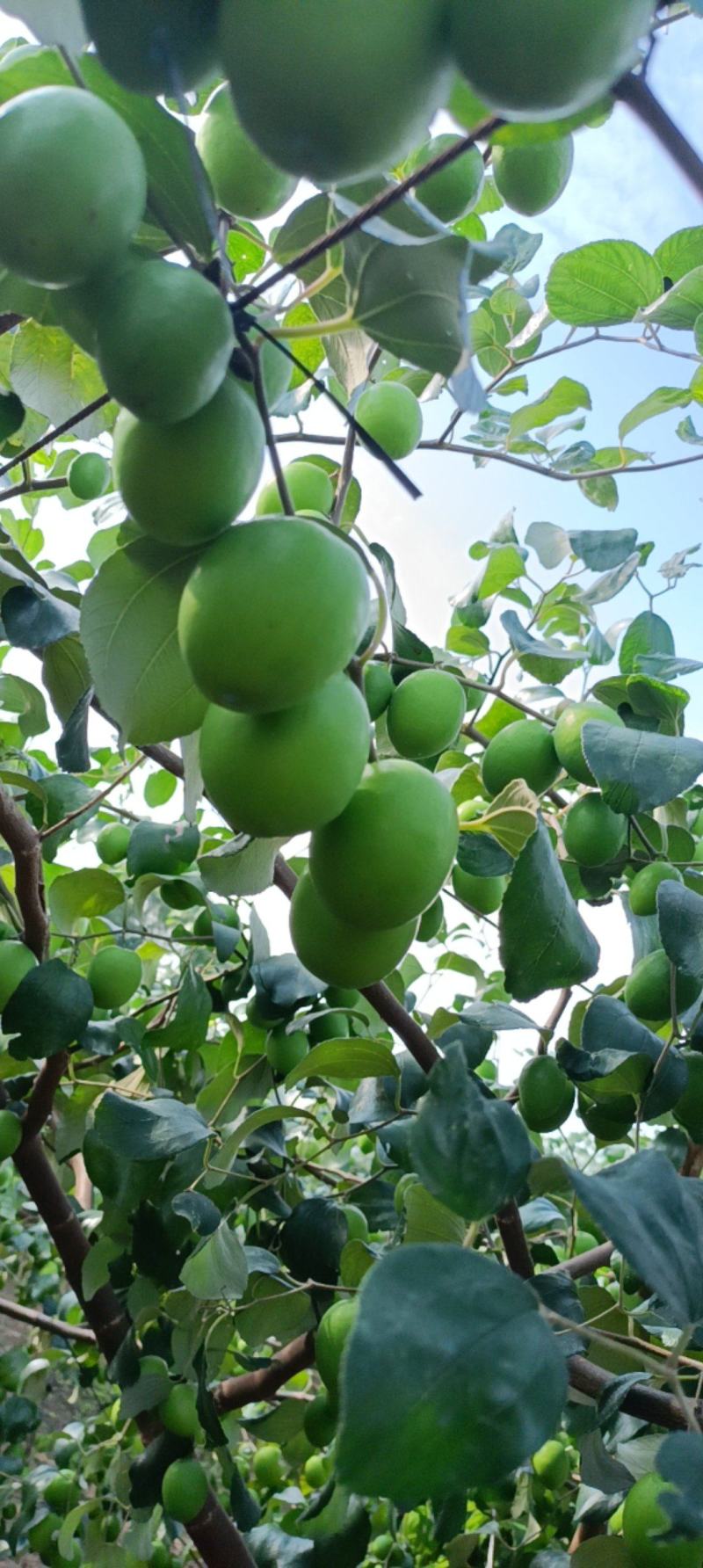 青枣，大量上市