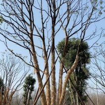 丛生香樟，江苏镇江句容市，大量种植，量大从优，欢迎咨询