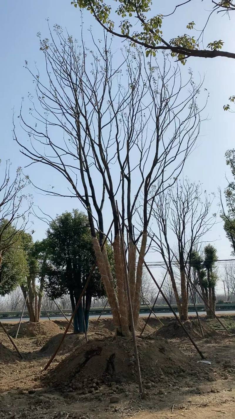 丛生香樟，江苏镇江句容市，大量种植，量大从优，欢迎咨询