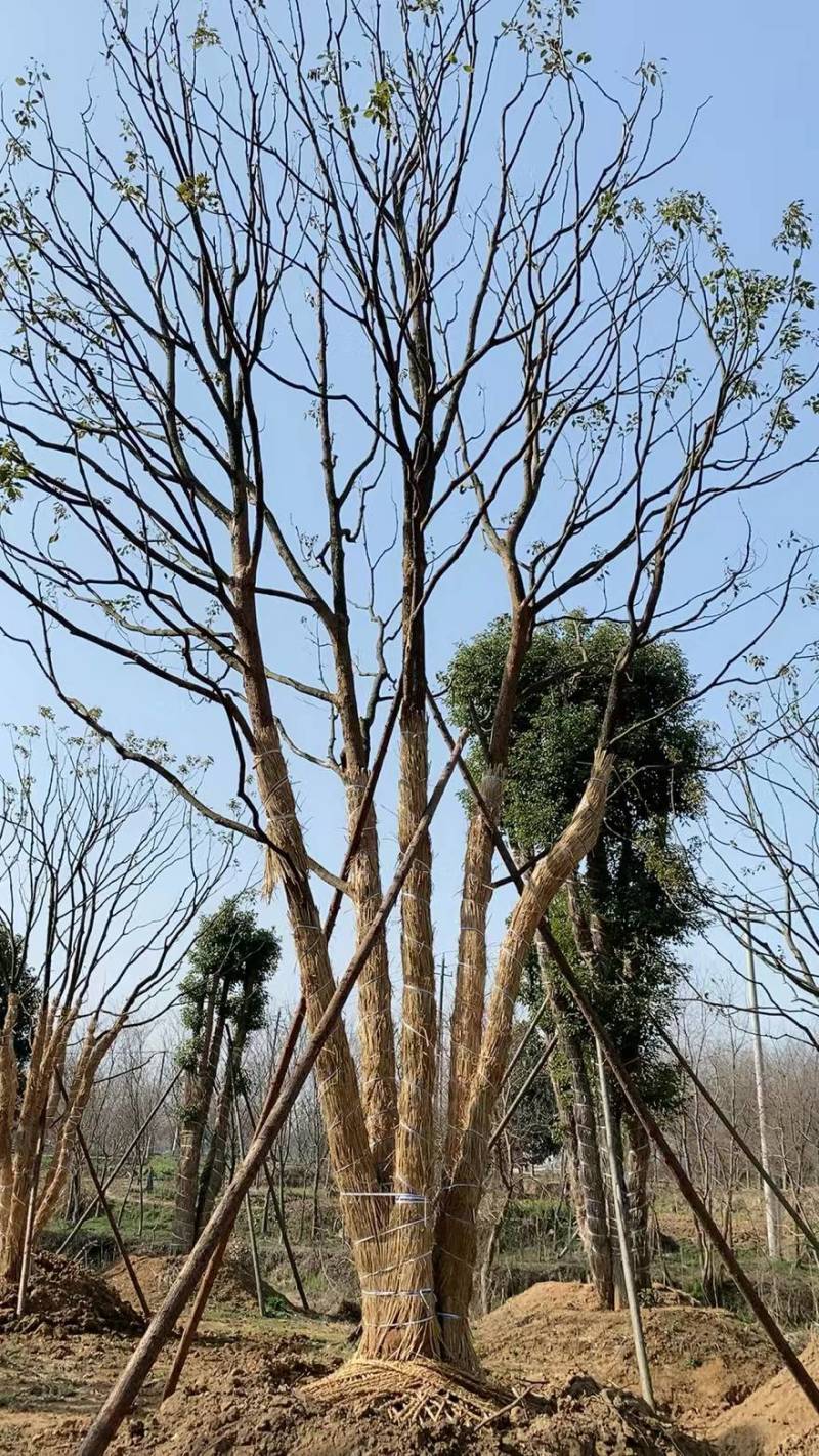 丛生香樟，江苏镇江句容市，大量种植，量大从优，欢迎咨询