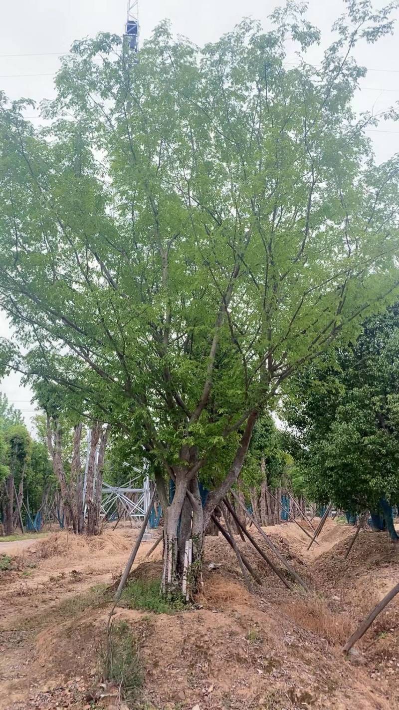 丛生香樟，江苏镇江句容市，大量种植，量大从优，欢迎咨询