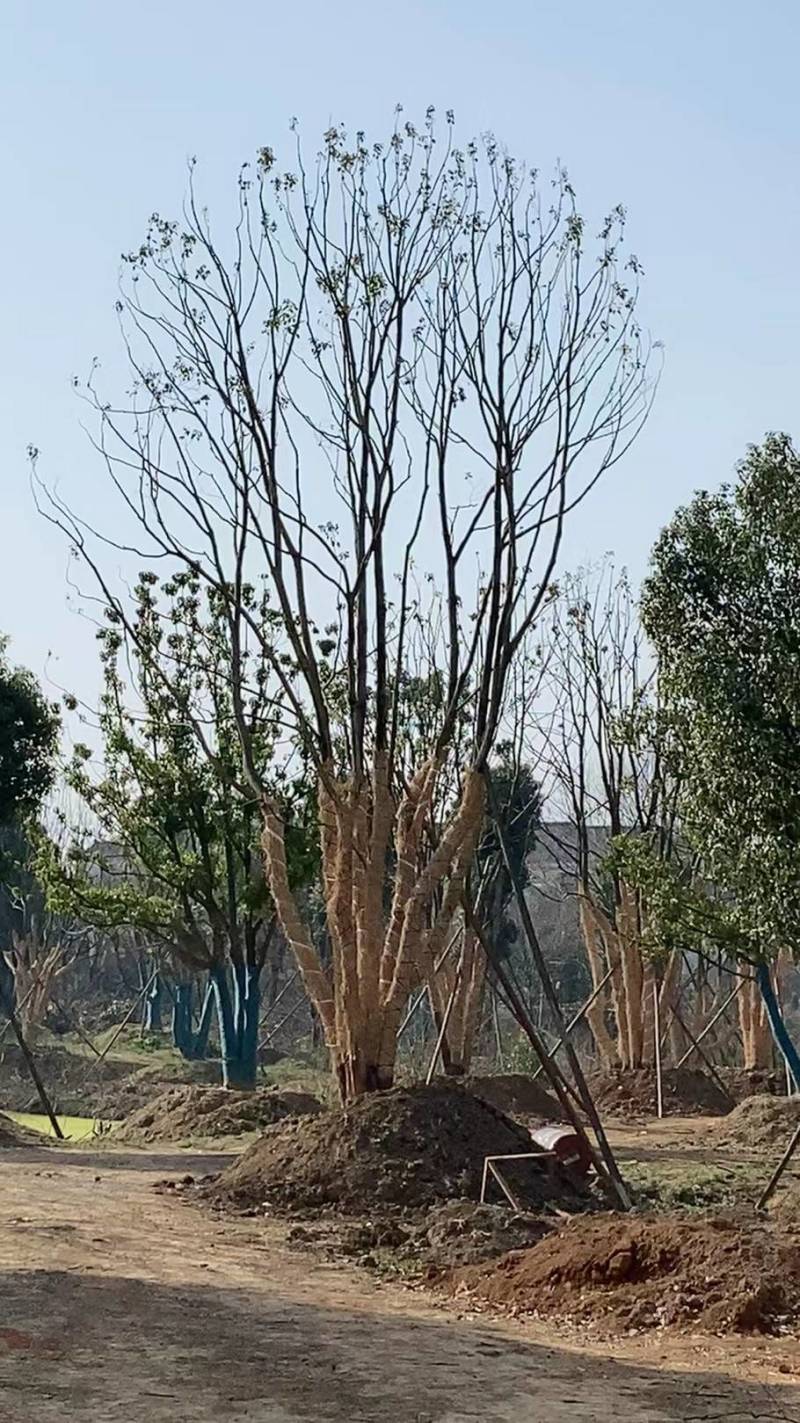 丛生香樟，江苏镇江句容市，大量种植，量大从优，欢迎咨询