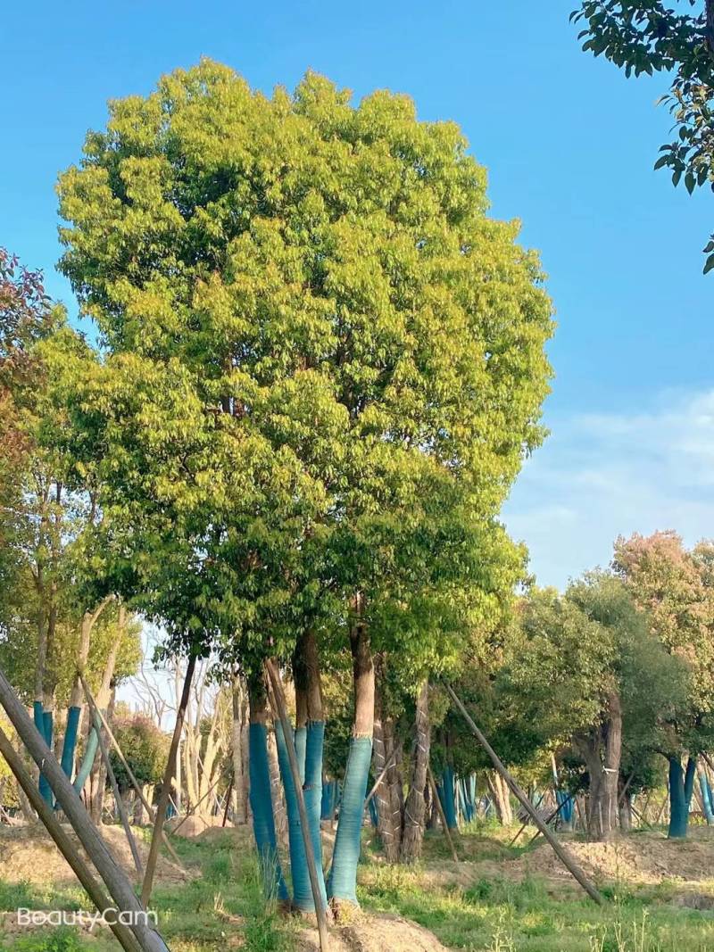 丛生香樟，江苏镇江句容市，大量种植，量大从优，欢迎咨询