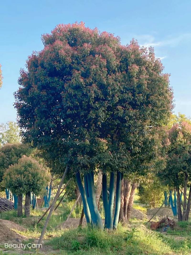 丛生香樟，江苏镇江句容市，大量种植，量大从优，欢迎咨询