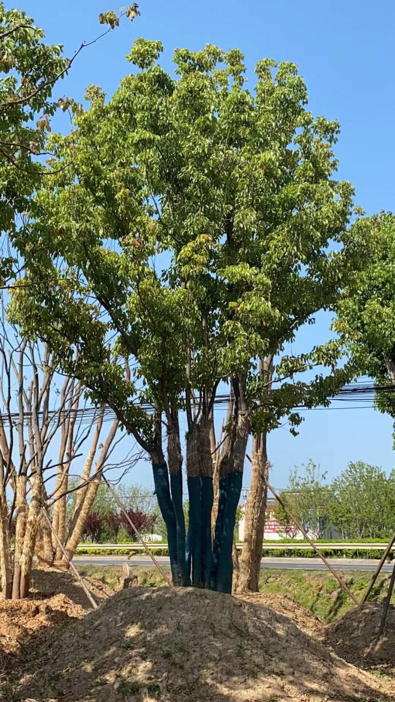 丛生香樟，江苏镇江句容市，大量种植，量大从优，欢迎咨询
