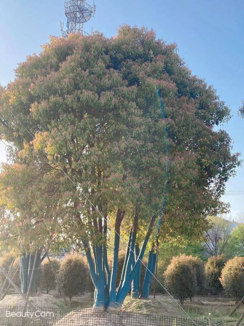 丛生香樟，江苏镇江句容市，大量种植，量大从优，欢迎咨询