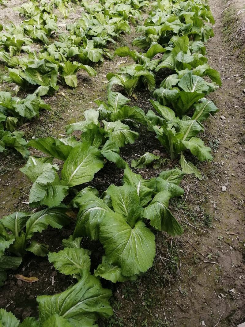 农村特色菜芥菜