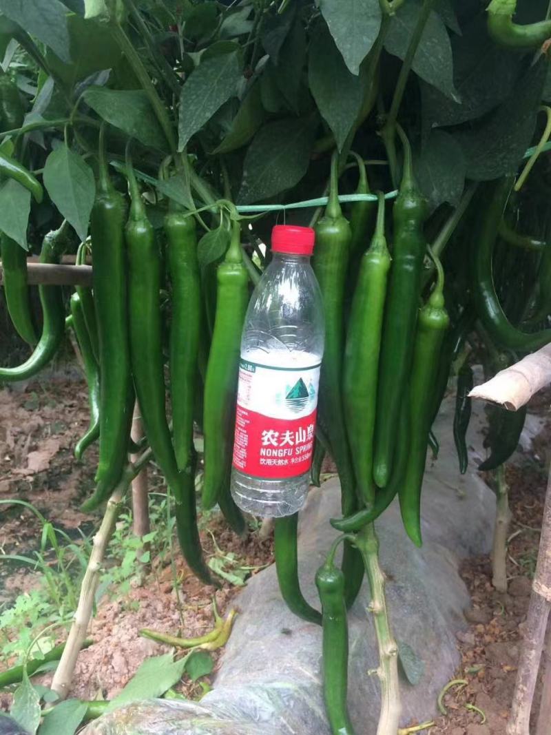 中鲜一号辣椒种子羊角型辣味浓高产抗病杂交种子四季蔬菜种子