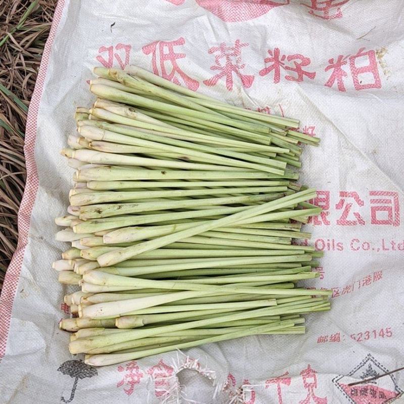 精品香茅长期稳定供货规格应有尽有价格实惠可视频看货