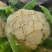 有机花菜/松花菜/代收代发/春季鲜货/货源充足
