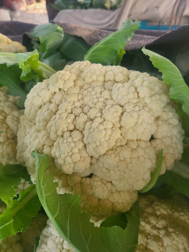 有机花菜/松花菜/代收代发/春季鲜货/货源充足