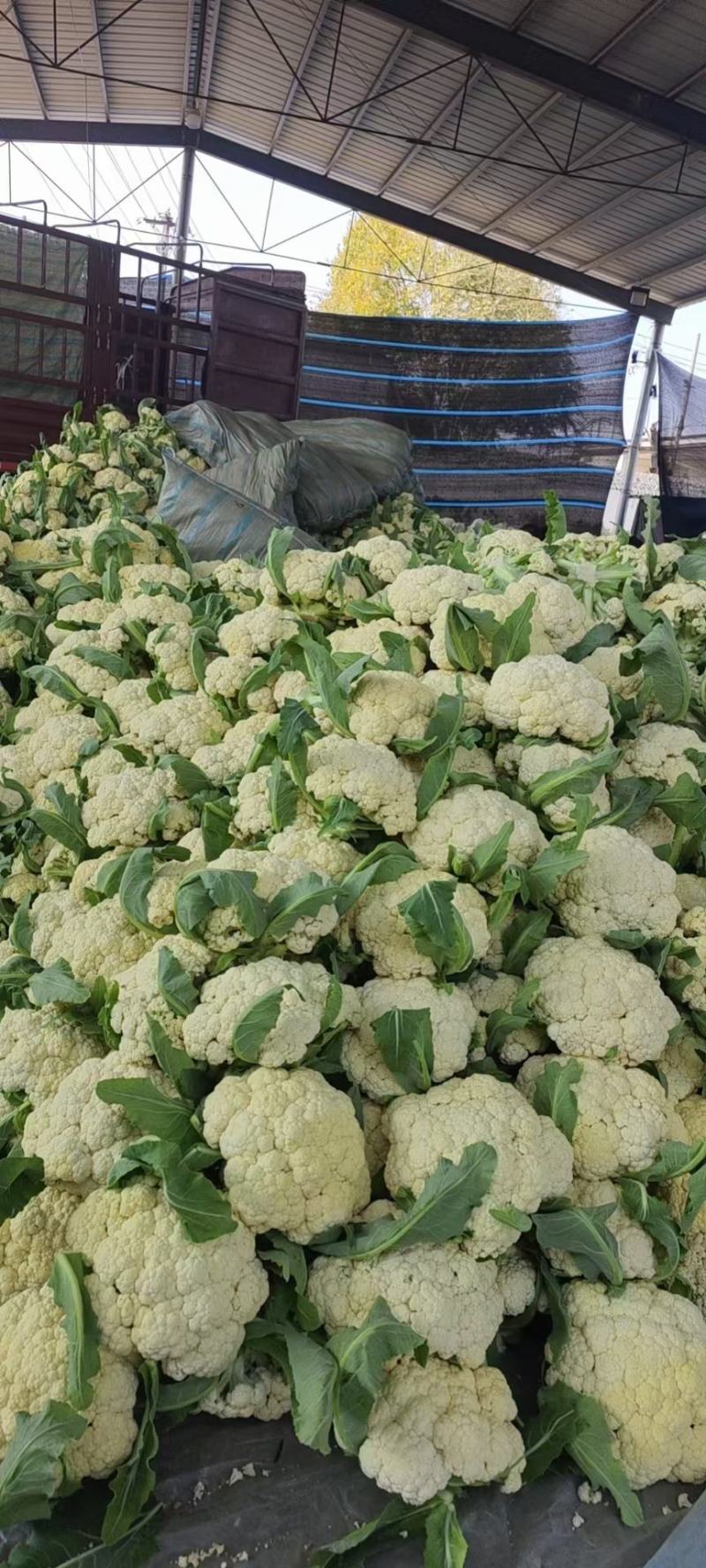 有机花菜/松花菜/代收代发/春季鲜货/货源充足