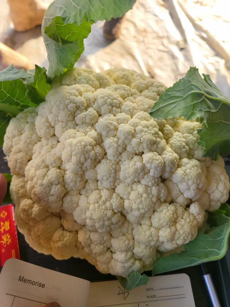 白面青梗散花/河南菜花有机松花菜小米粒现货上市