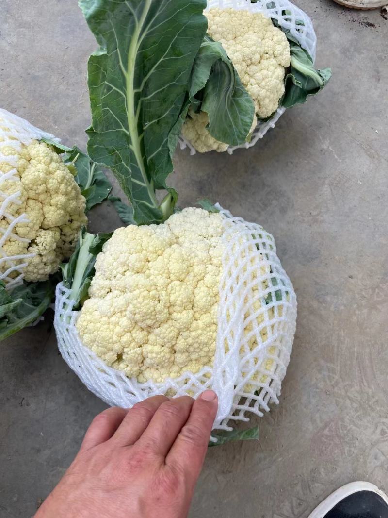 白面青梗散花/河南菜花有机松花菜小米粒现货上市