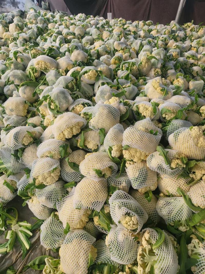 白面青梗散花/河南菜花有机松花菜小米粒现货上市