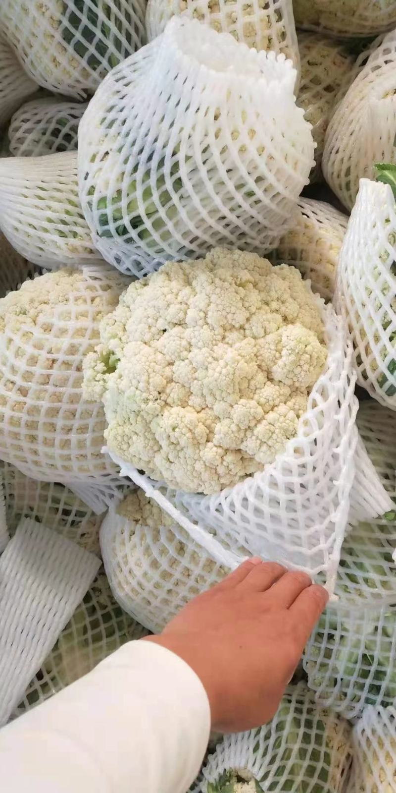 白面青梗散花/河南菜花有机松花菜小米粒现货上市