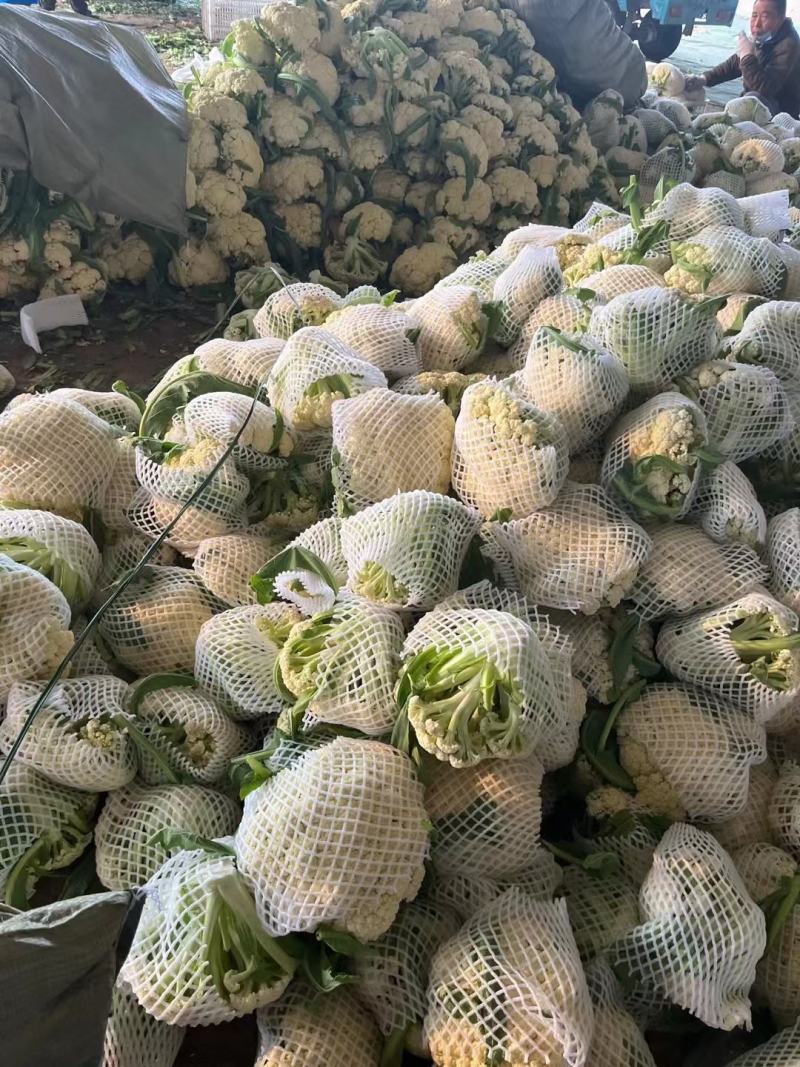白面青梗散花/河南菜花有机松花菜小米粒现货上市