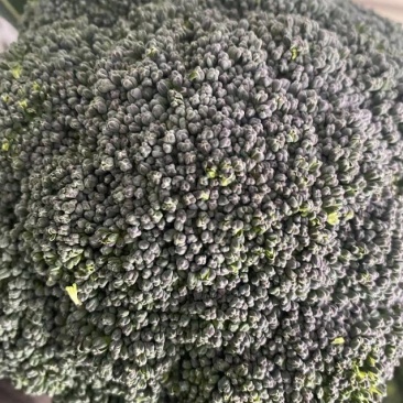 浙江台州新鲜西兰花大量上市产地直发诚信经营自家货源