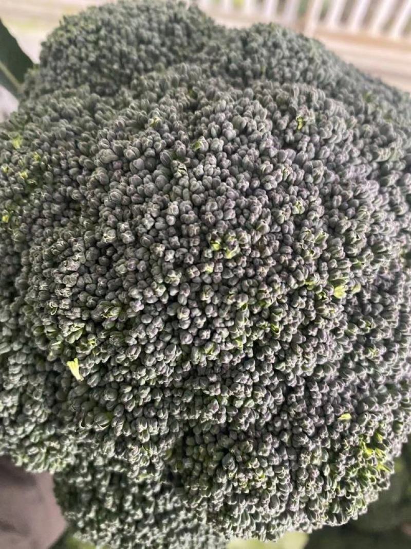 浙江台州新鲜西兰花大量上市产地直发诚信经营自家货源