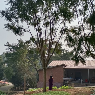 蓝花楹