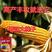 高产玉米种德盛369红轴矮杆抗旱抗倒大棒苞米