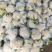 河南菜花有机花菜现货直发代发代加工货源足质量