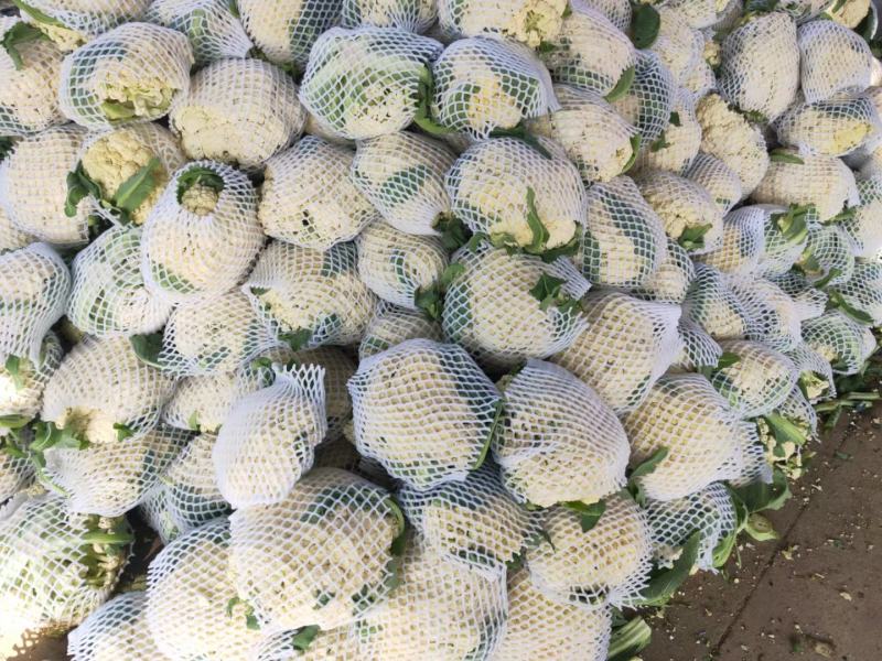河南菜花有机花菜现货直发代发代加工货源足质量