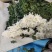 菊花，黄白菊，产地现采现发，欢迎进店沟通，大量上市。