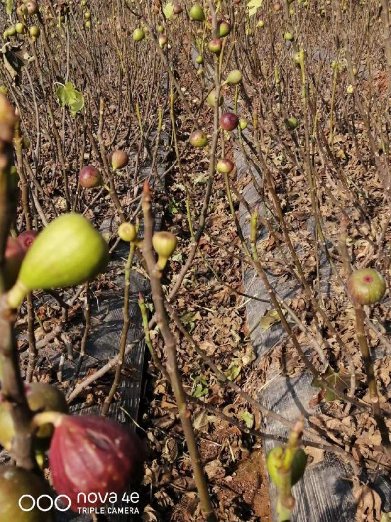 波姬红无花果树苗价格紫果树苗，布兰瑞克无花果苗