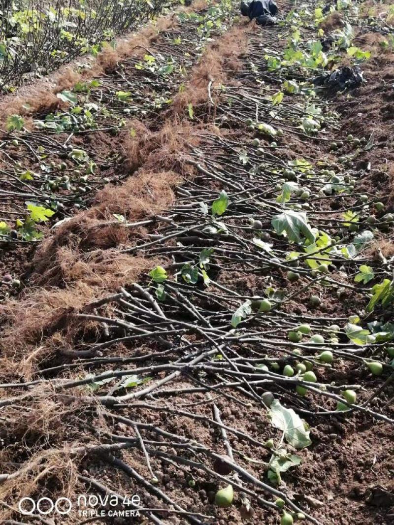 波姬红无花果树苗价格紫果树苗，布兰瑞克无花果苗