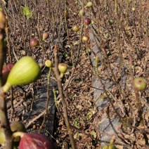 波姬红无花果树苗价格紫果树苗，布兰瑞克无花果苗